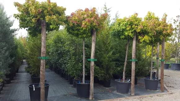 Creazione giardini Alba