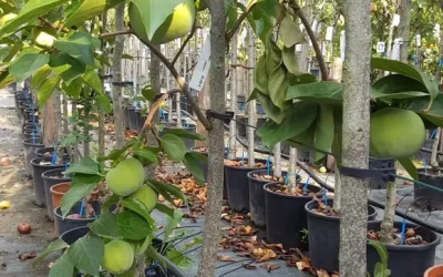 Metodi naturali per la cura del tuo giardino