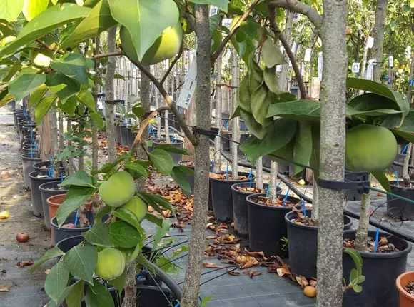 Metodi naturali per la cura del tuo giardino